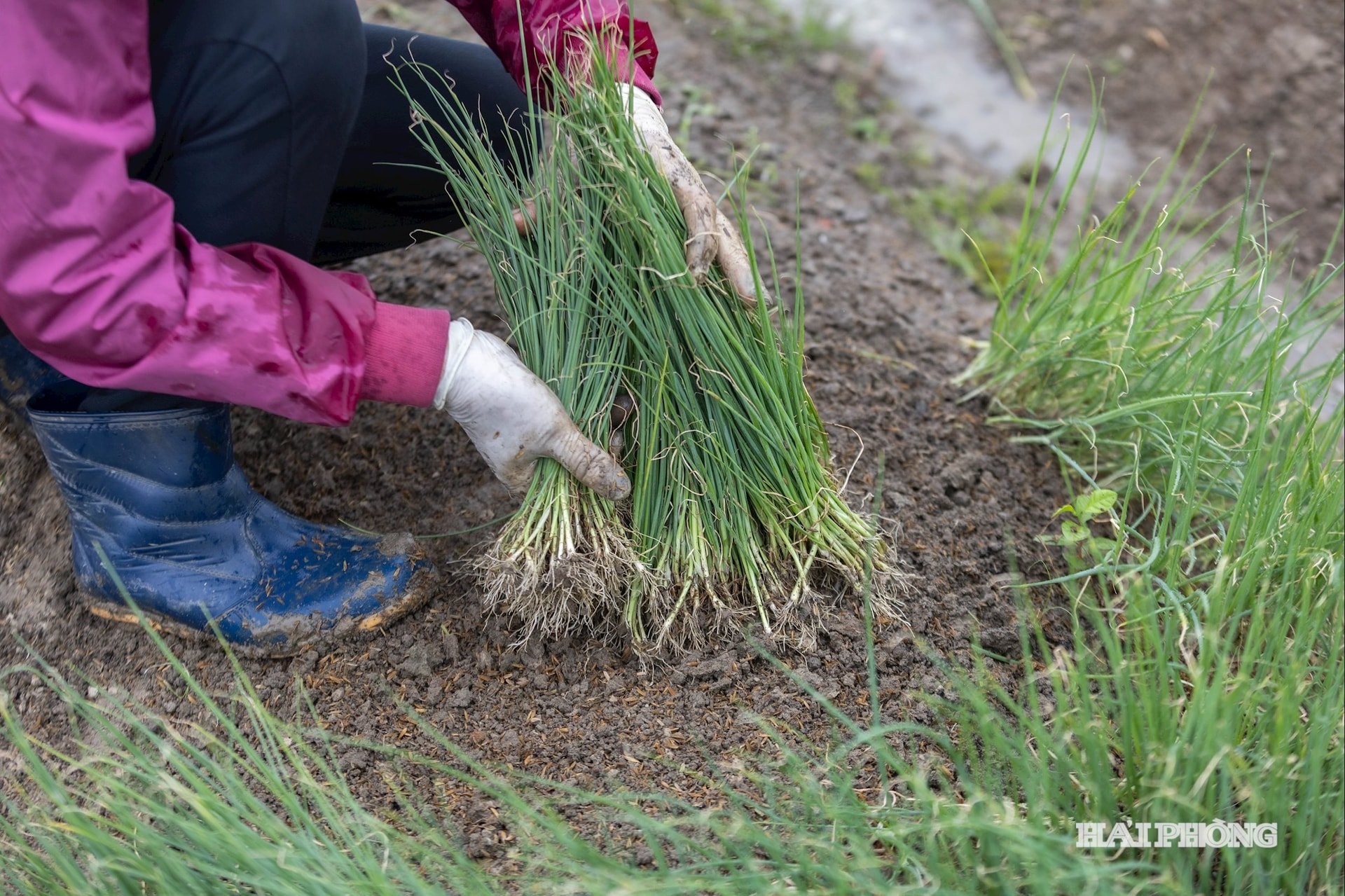 sowing-in-the-field-4.5.jpg