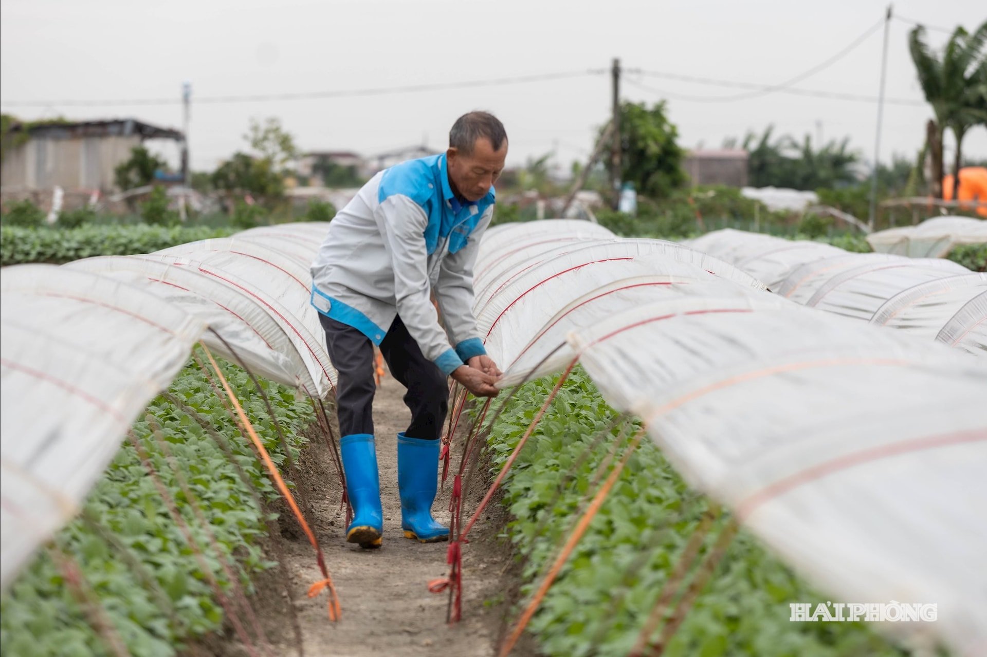 sowing-in-the-field-6.jpg