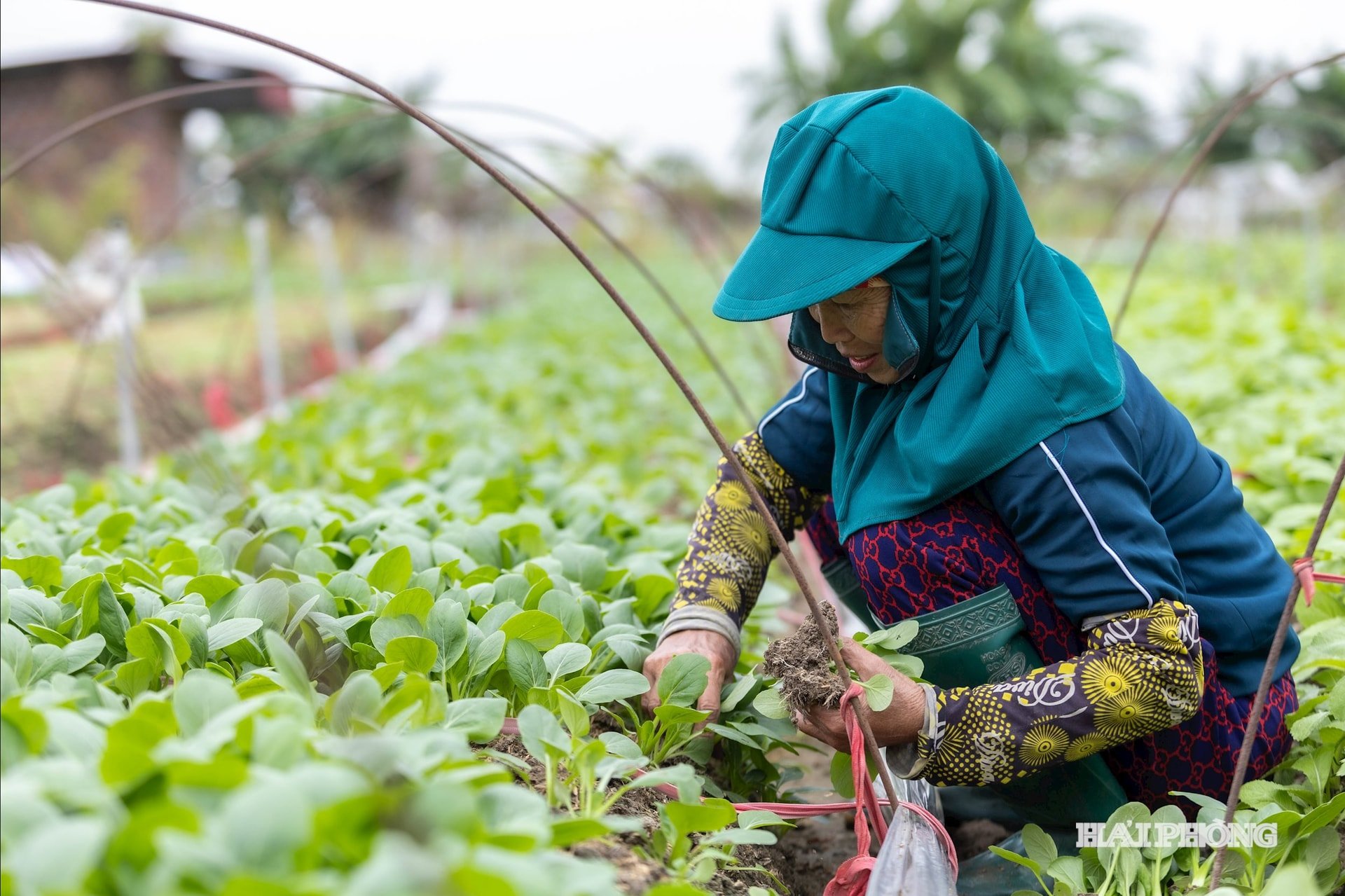 sowing-in-the-field-8.jpg