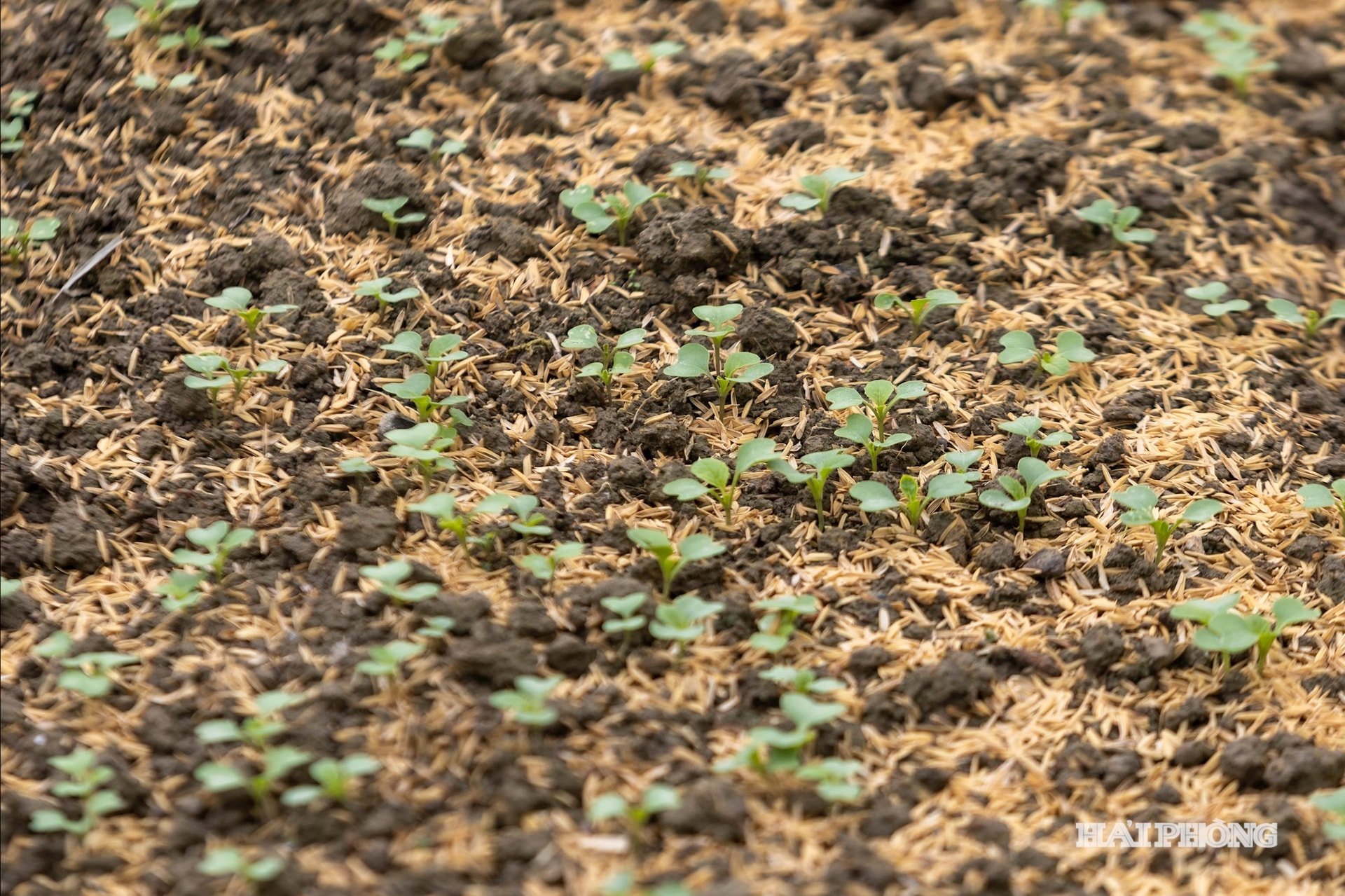 sowing-in-the-field-7.jpg