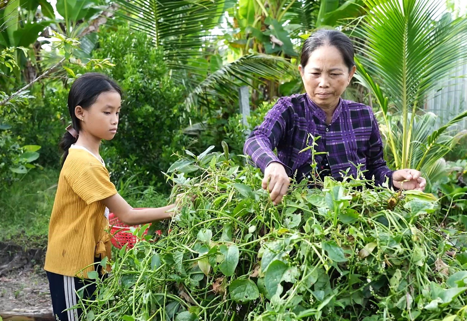 Moje Chau je malá a hubená postava a vždy se snaží pomáhat prarodičům s domácími pracemi.