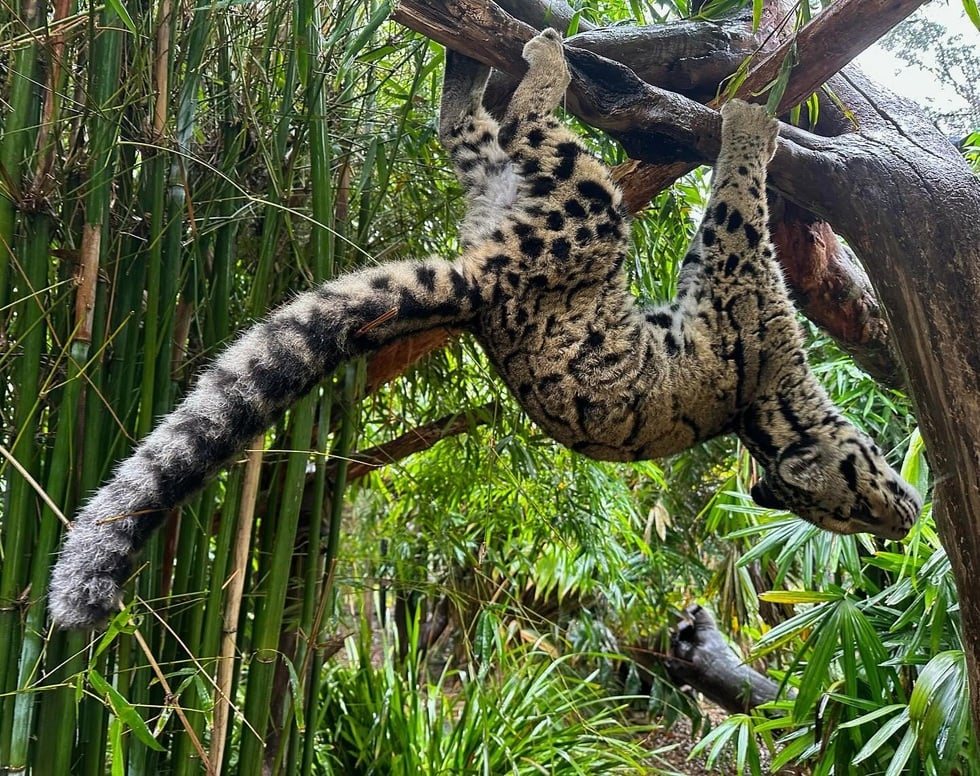Vackra och sällsynta leopardarter, strikt skyddade av vietnamesisk lag - 2