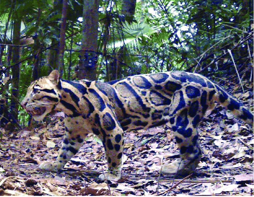 Vackra och sällsynta leopardarter, strikt skyddade av vietnamesisk lag - 3