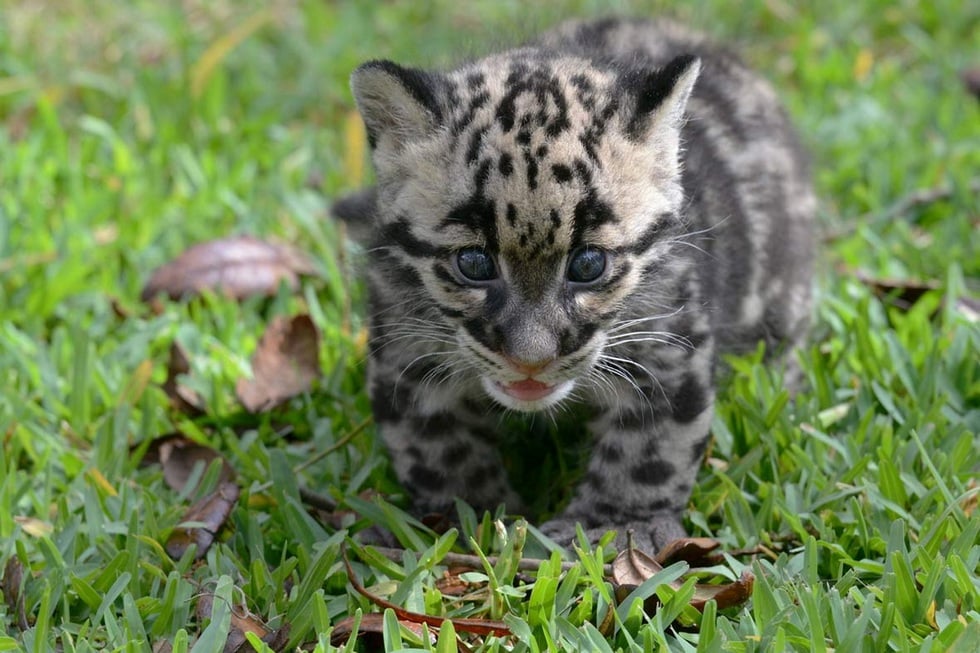Vackra och sällsynta leopardarter, strikt skyddade av vietnamesisk lag - 4