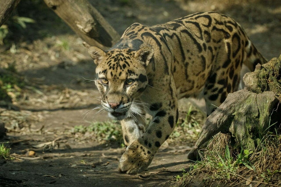 Vackra och sällsynta leopardarter, strikt skyddade av vietnamesisk lag - 5