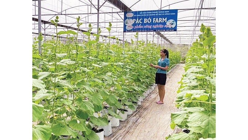 Les agriculteurs de la commune de Truong Ha investissent dans la construction de serres et le développement d’une agriculture de haute technologie.