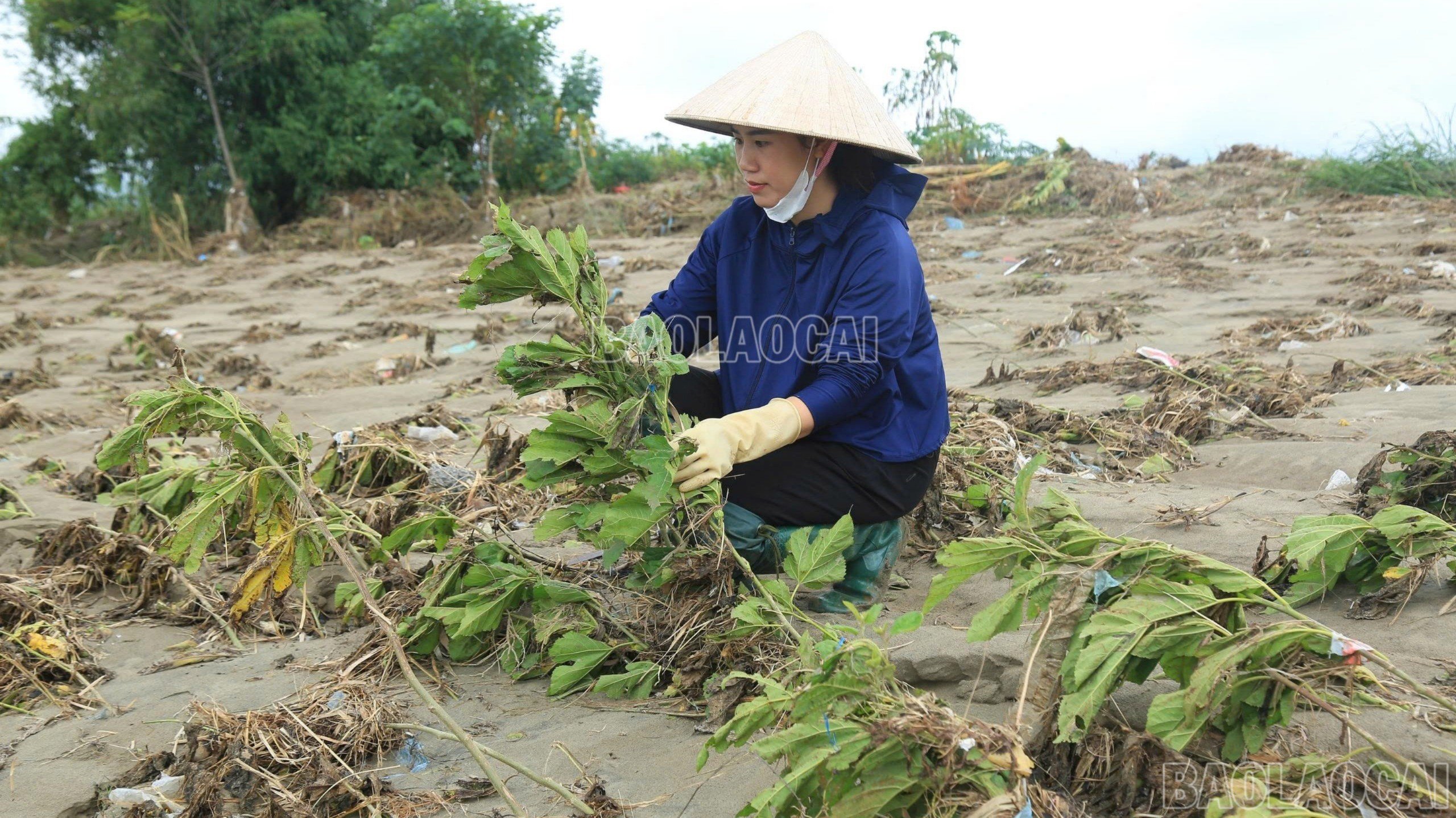 baolaocai-c-z7147164913290-0a6967609e32a25830410d939a8d095f.jpg