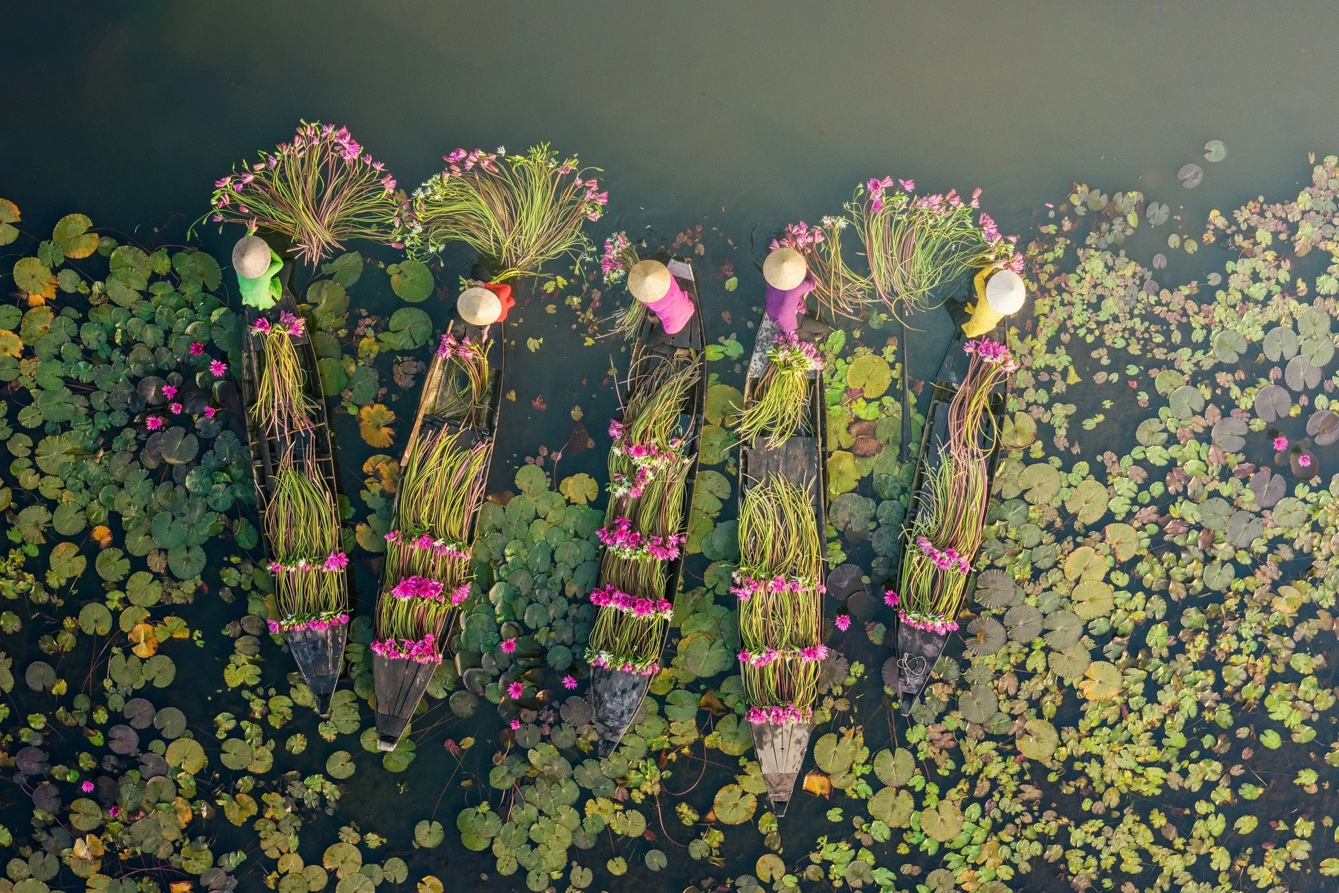 Sắc tím Tam Cốc – Bức họa diệu kỳ giữa lòng Ninh Bình