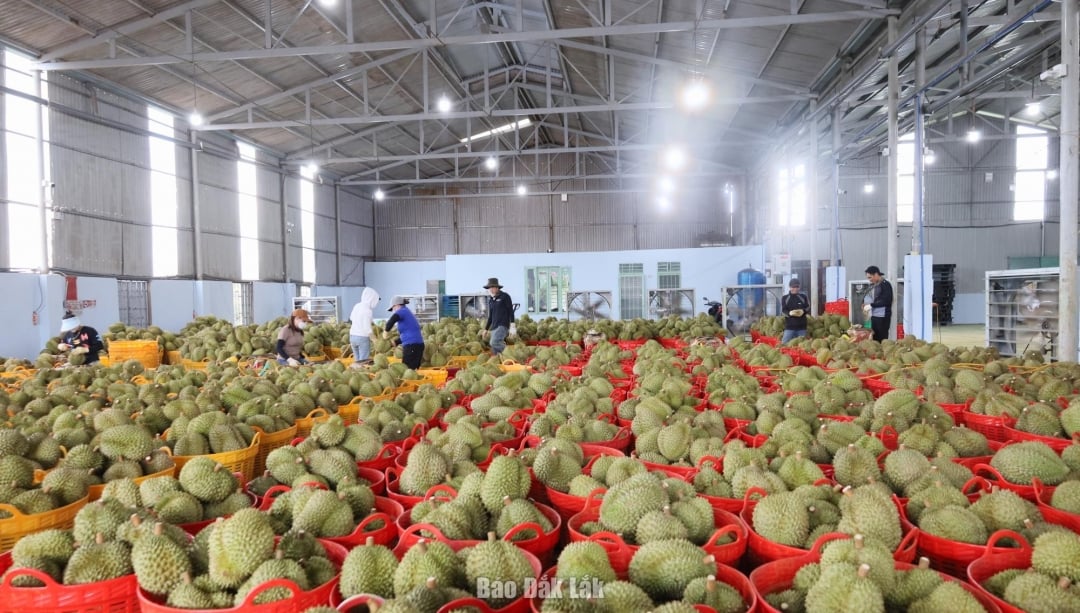 Lager för inköp av durian för export i Ea Knuec kommun.