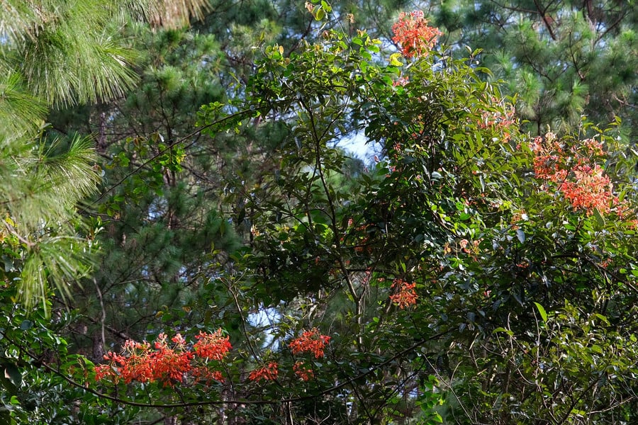dscf9633.jpg