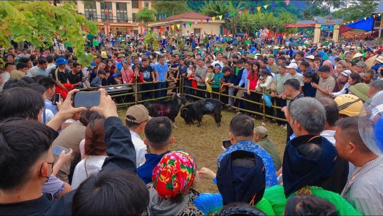 Hội thi chọi dê thu hút đông Nhân dân đến xem và cổ vũ.