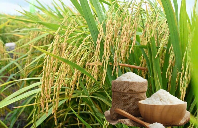 Aprovando o conteúdo do Memorando de Entendimento sobre a cooperação comercial de arroz entre Vietnã e Cingapura - Foto 1. Thông qua nội dung Bản ghi nhớ hợp tác thương mại gạo Việt Nam – Singapore- Ảnh 1.