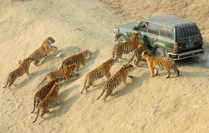 Nourrir les tigres est une tâche qui demande du courage. Photo : The Atlantic