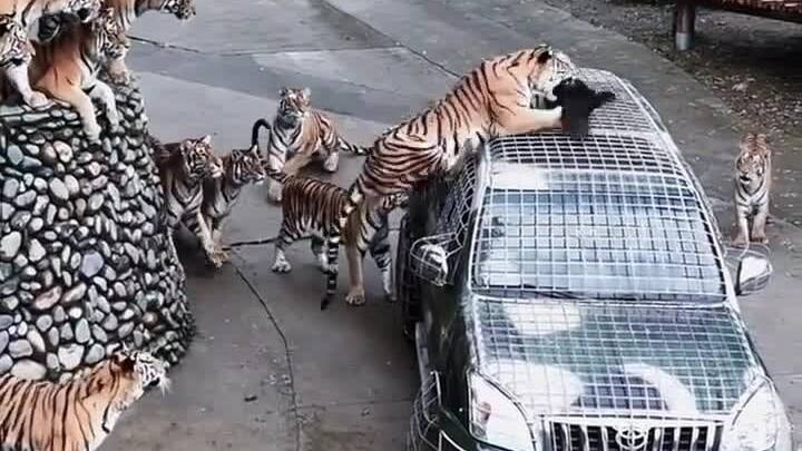 Un zoo chinois recrute des nourrisseurs de tigres, salaire mensuel de 7 000 USD