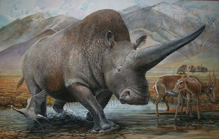 Elasmotherium có thể cao tới 2 mét và nặng hơn 4 tấn. Chúng là một trong những loài tê giác lớn nhất từng tồn tại trên Trái Đất. Ảnh: Pinterest.