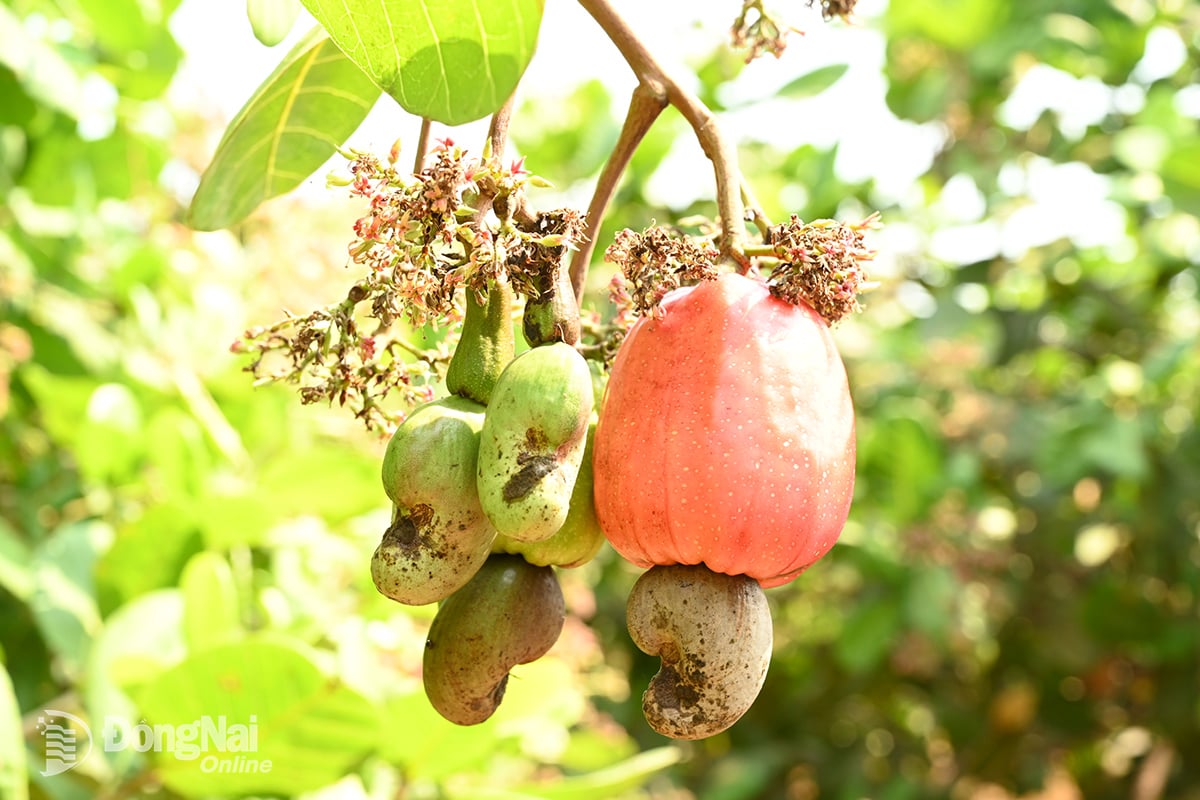 Färska cashewnötter, utgångsingrediensen för läckra cashewnötsrätter. Foto: Ngoc Lien  