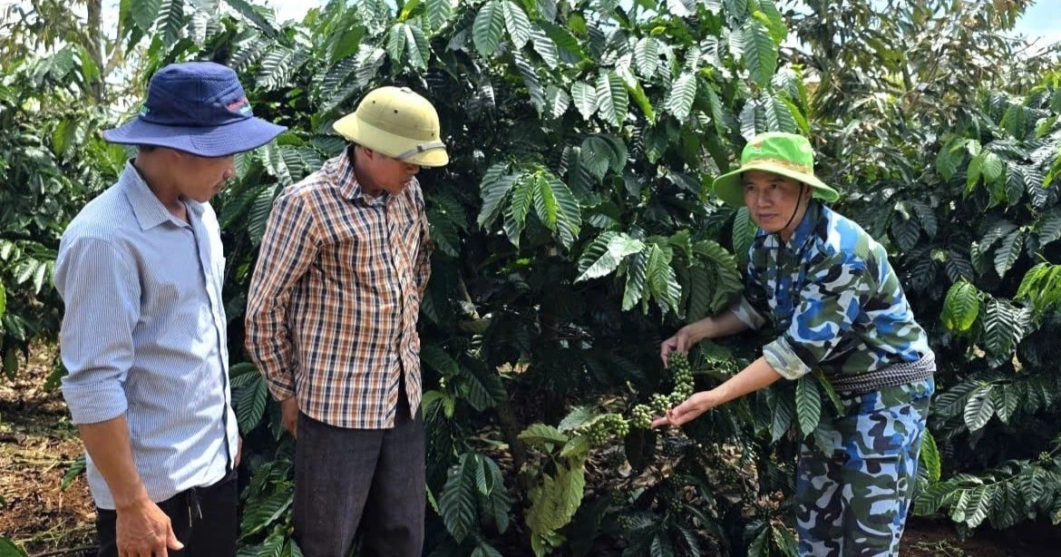 Sinh kế từ đàn bò, tương lai từ nông nghiệp sạch