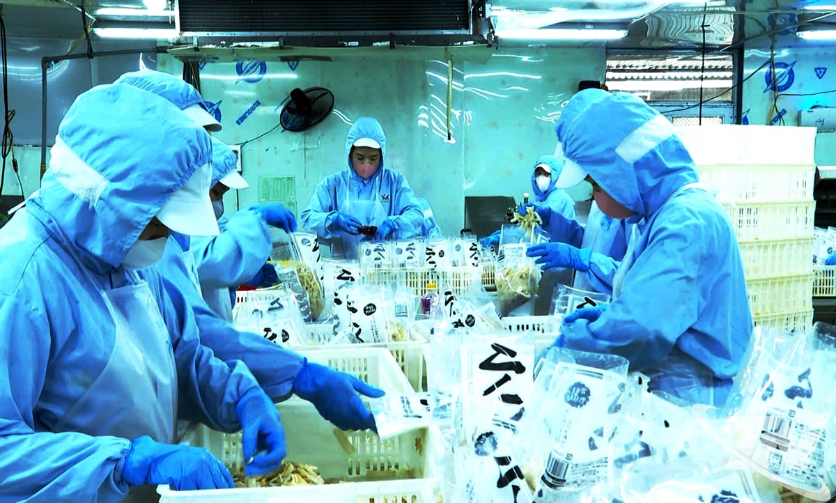 Misaki Vietnam Company Limited (Gemeinde Thanh Thinh) verarbeitet landwirtschaftliche Produkte für den Export auf den japanischen Markt.