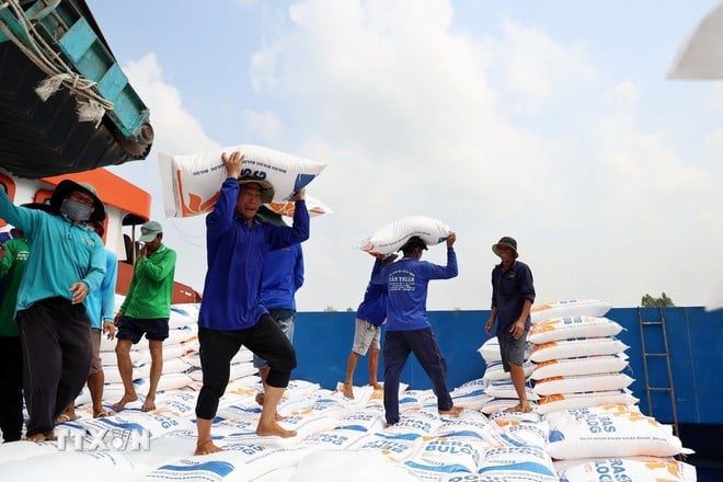 Bốc xếp gạo xuất khẩu.