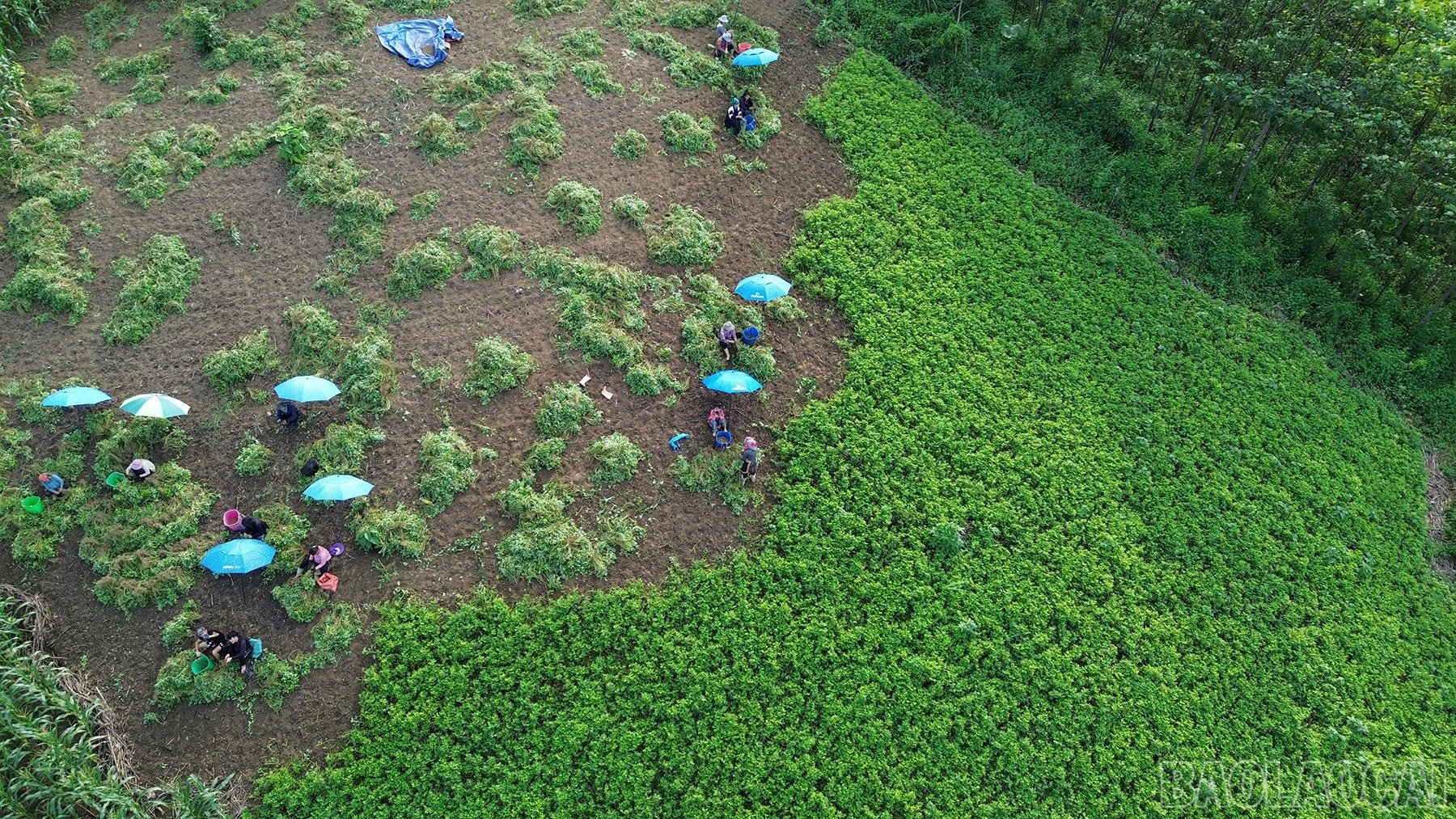baolaocai-br_dji-0029.jpg