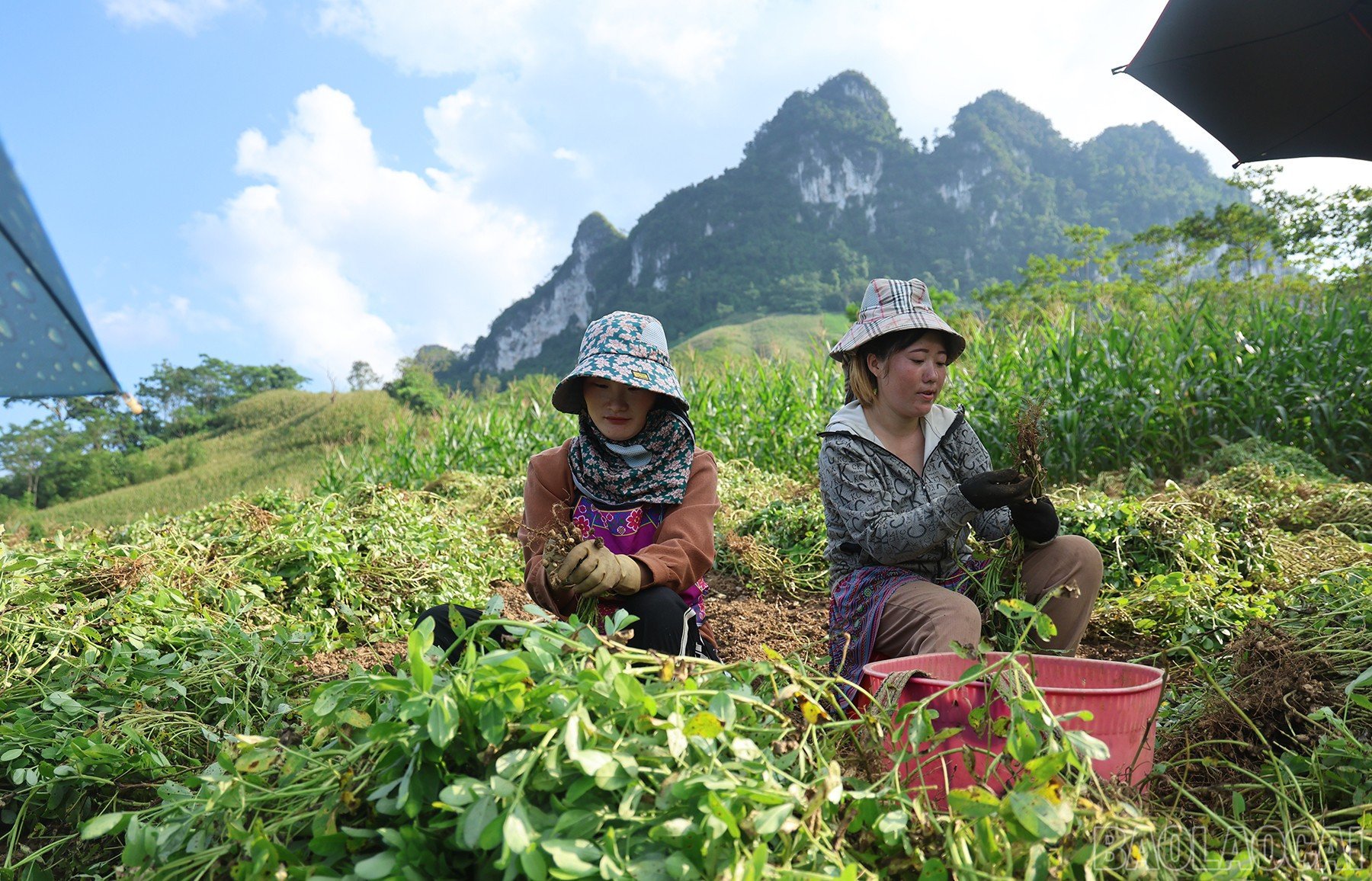 baolaocai-br_img-8274.jpg
