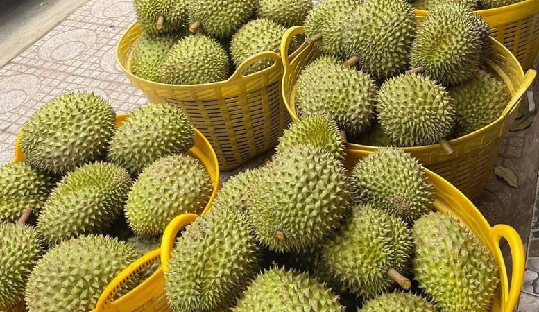 Forbedring av testkvaliteten for å tjene durian-eksporten - Bilde 1. Nâng cao chất lượng kiểm nghiệm để phục vụ xuất khẩu sầu riêng- Ảnh 1.