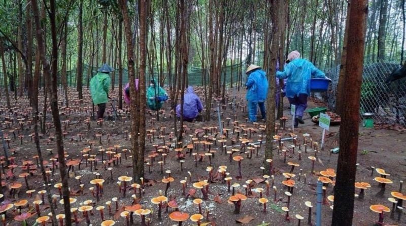 Pessoas da comuna de Ayun colhem cogumelos lingzhi no Parque Nacional Kon Ka Kinh.