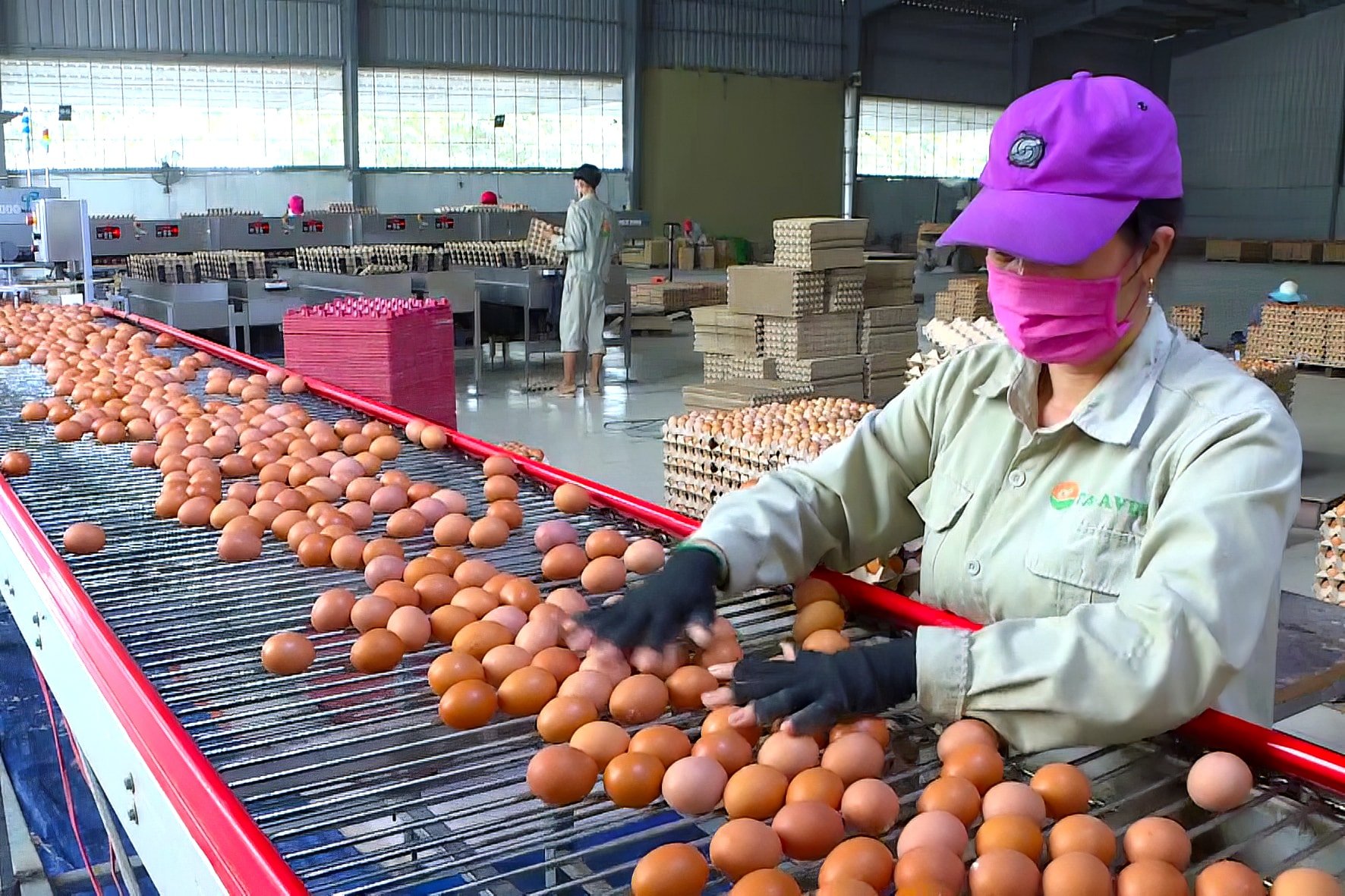 Produksi Telur di Tra Tan (1)