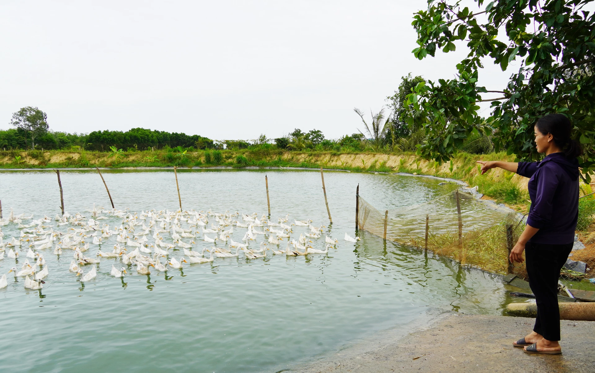 គំរូការចិញ្ចឹមសត្វប្រកបដោយប្រសិទ្ធភាពជំរុញការអភិវឌ្ឍន៍សេដ្ឋកិច្ចឃុំបូត្រាច - រូបភាព៖ L.M