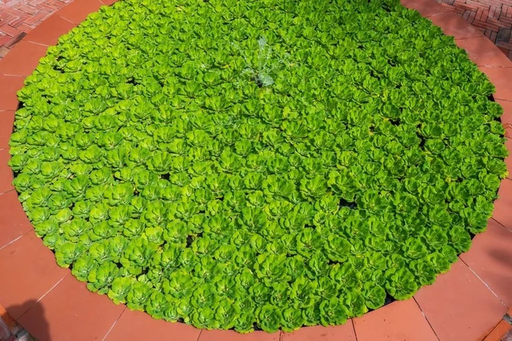 Bèo tấm được ví như siêu thực phẩm mới của thế kỷ 21 - 1