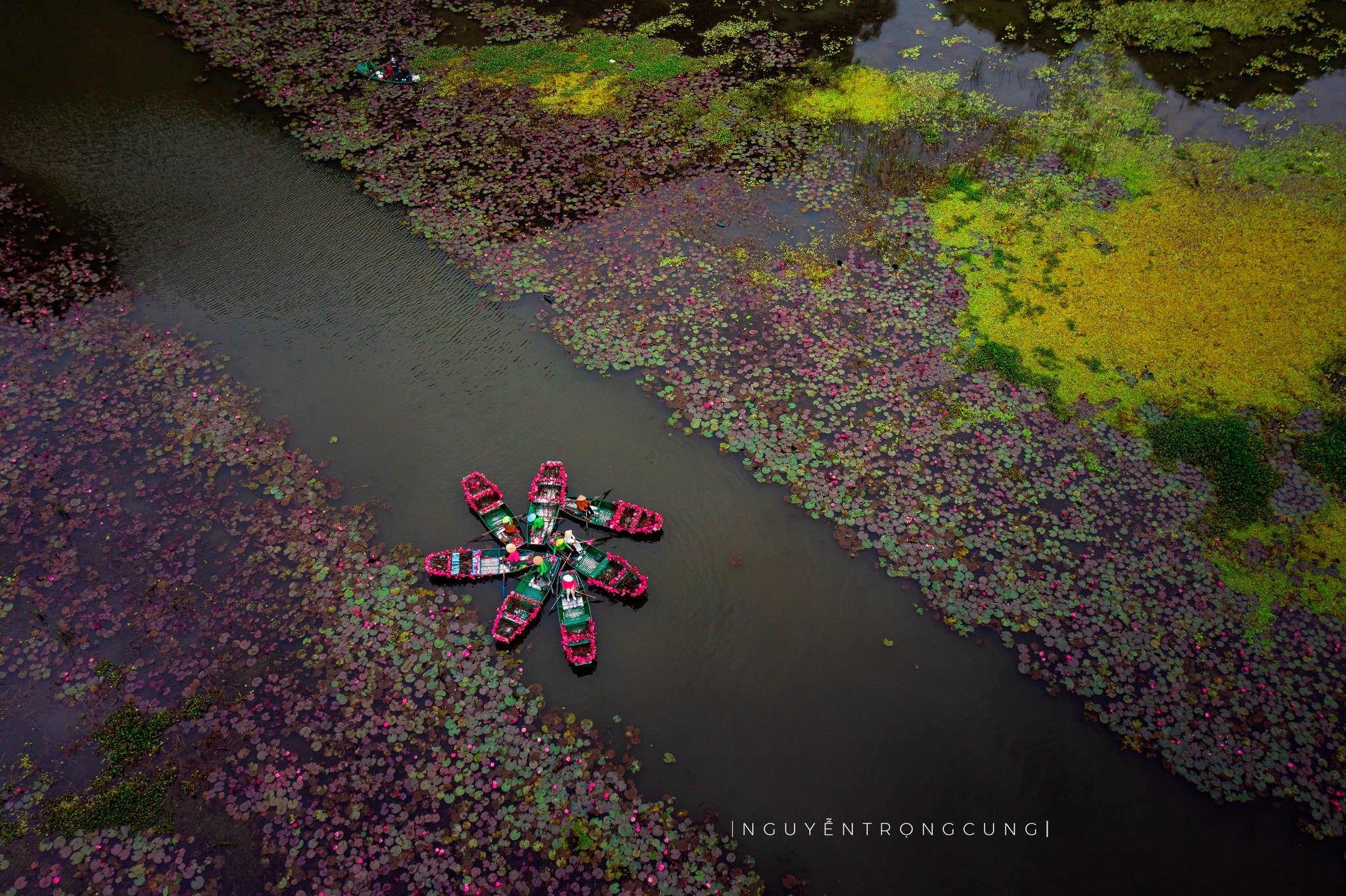 Mùa hoa súng rực rỡ ở Ninh Bình khiến du khách ngỡ ngàng