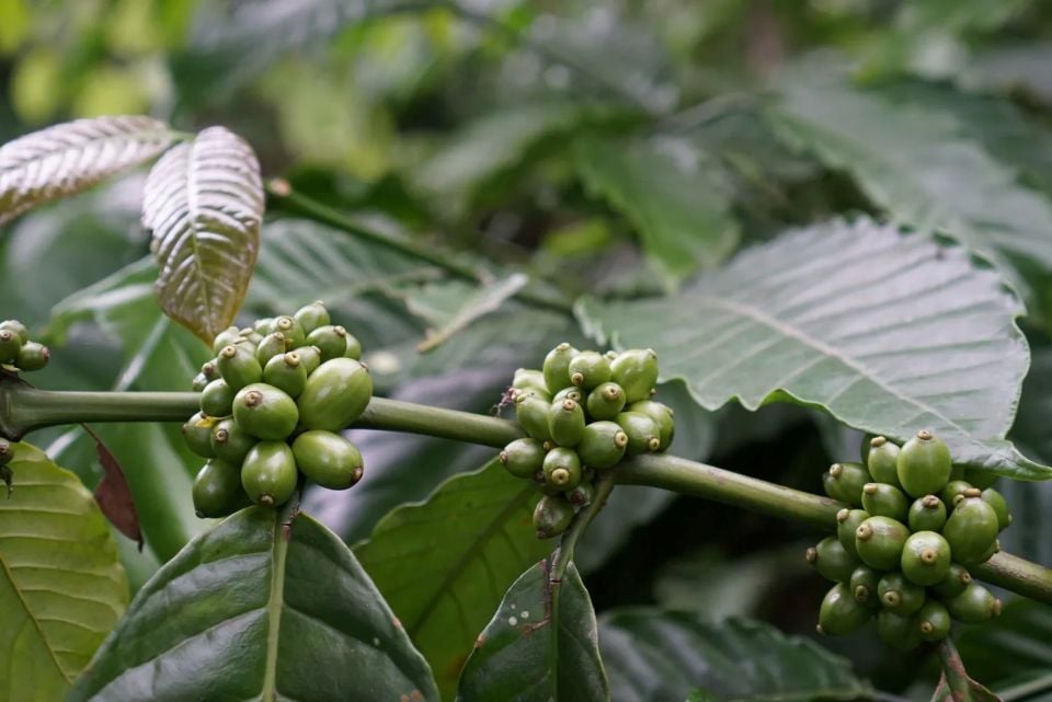 Preços de produtos agrícolas em 25 de outubro de 2025: Pimenta despenca, café segue em alta