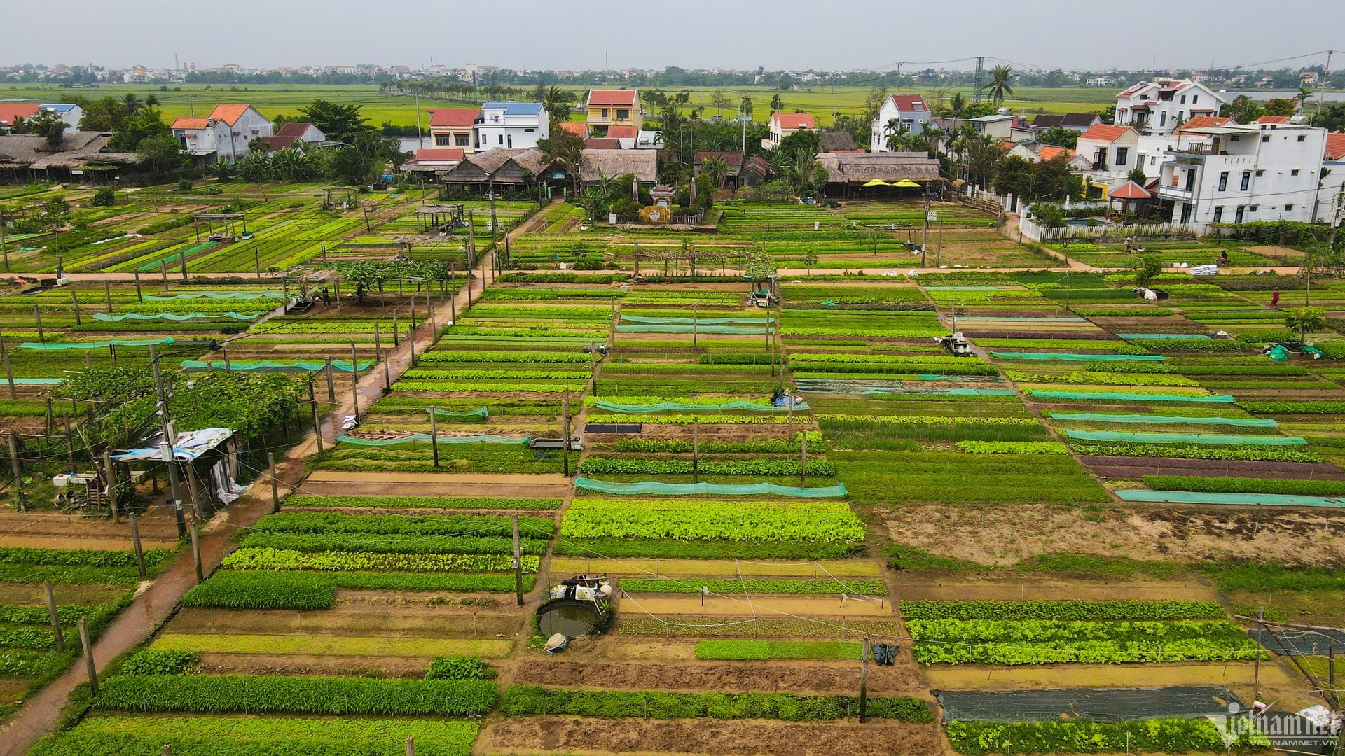 ភូមិបន្លែ Tra Que ផ្តល់បន្លែស្រស់ៗសម្រាប់ម្ហូបកាវឡៅ។