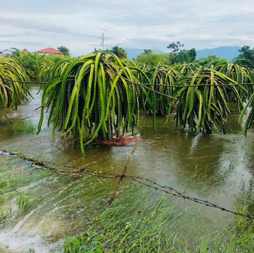Thanh long Hàm Thạnh