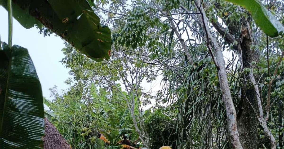 Thủy lợi điều tiết, các xã Chiên Đàn, Phú Ninh, Tây Hồ chủ động ứng phó mưa lũ