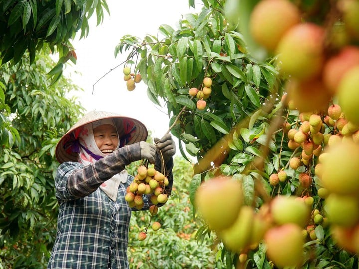 Tài sản hóa sở hữu trí tuệ – bước ngoặt tư duy trong dự luật mới- Ảnh 2.