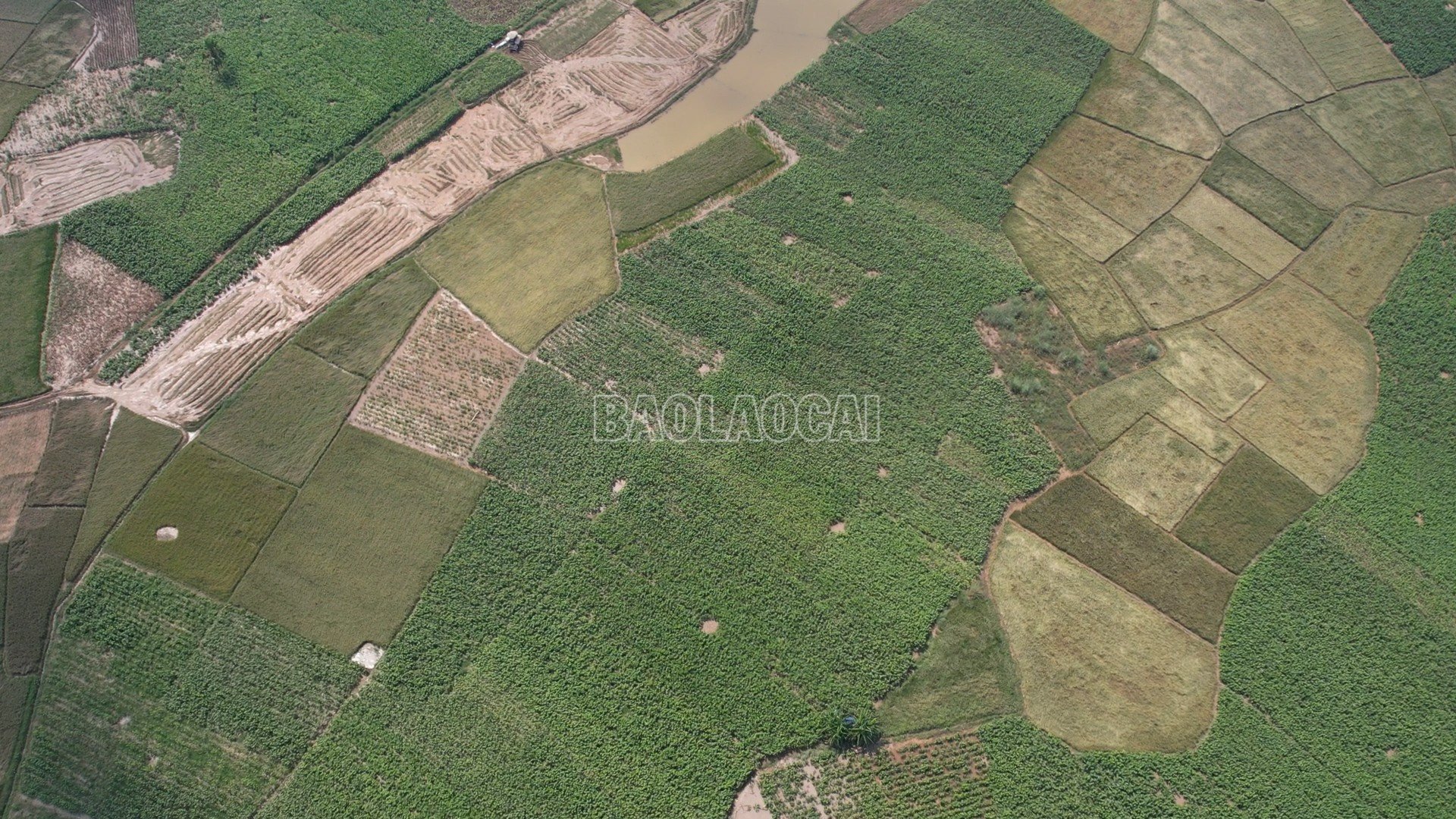 baolaocai-c_6-1.jpg