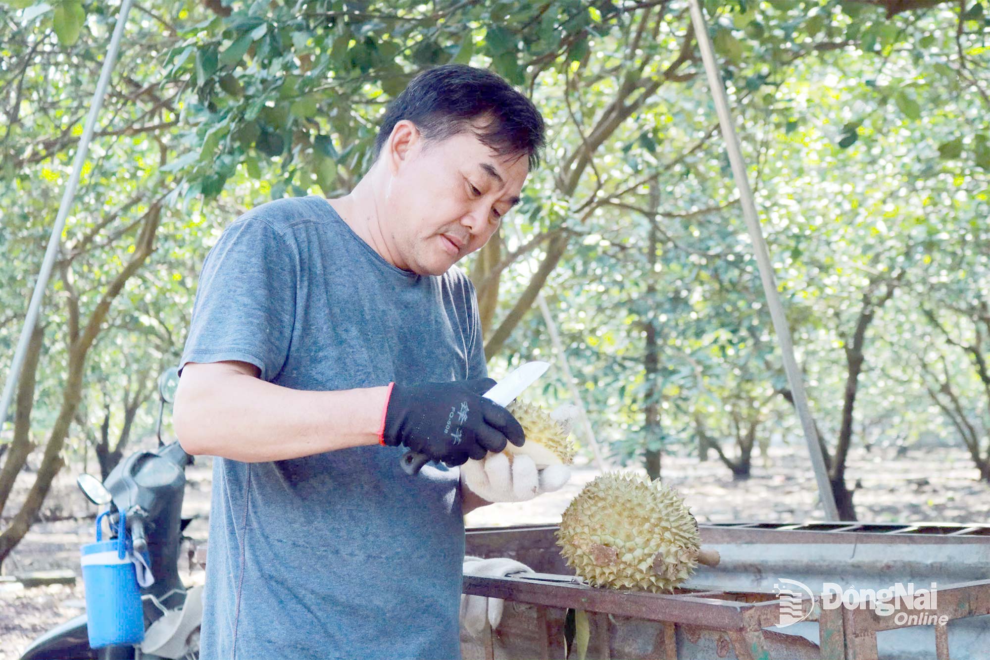 ຊາວກະສິກອນ Thang Van Tu ນຳໃຊ້ຜະລິດຕະພັນຊີວະພາບເພື່ອດູແລສວນໝາກກອກຂອງຄອບຄົວ.