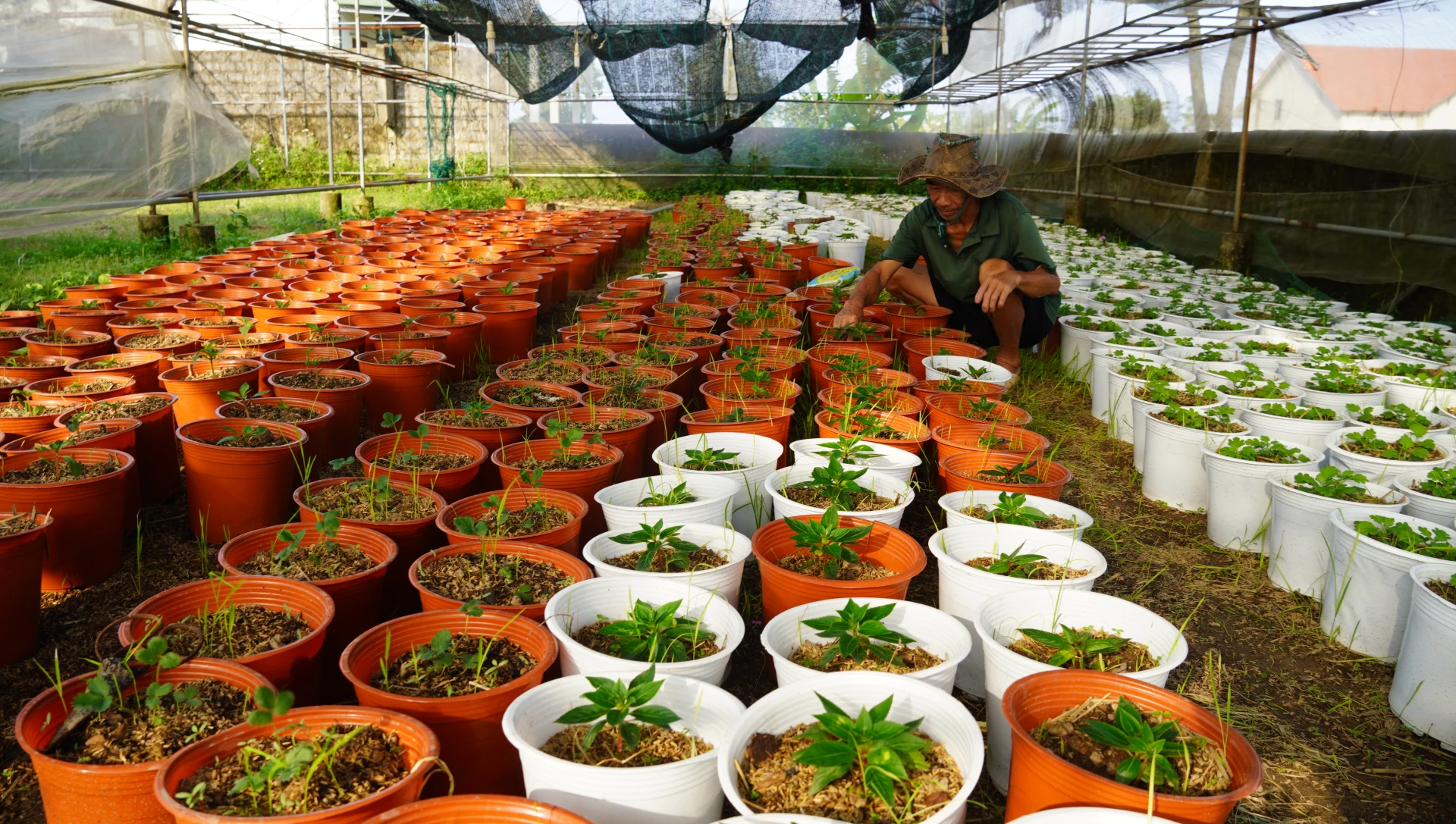 De heer Le Van Hien (gemeente Nam Trach) zorgt voor de Tet-frambozenchrysantenpotten die zojuist zijn geplant - Foto: M.N
