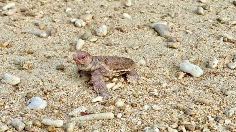 Uma tartaruga albina acaba de nascer no Parque Nacional Con Dao. (Foto: Parque Nacional Con Dao)