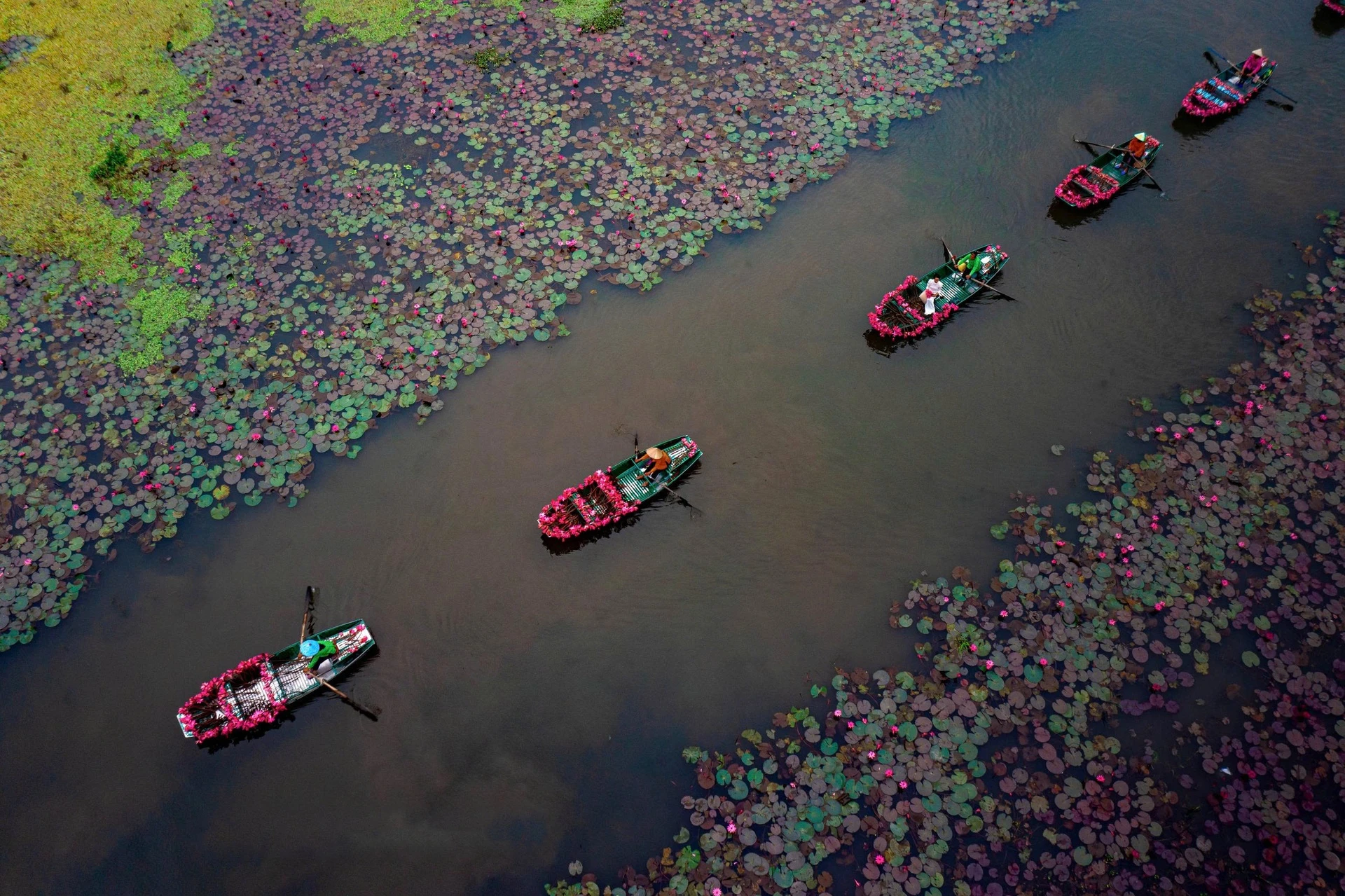 Cảnh hoa súng 'nhuộm hồng' Ninh Bình nhìn từ trên cao