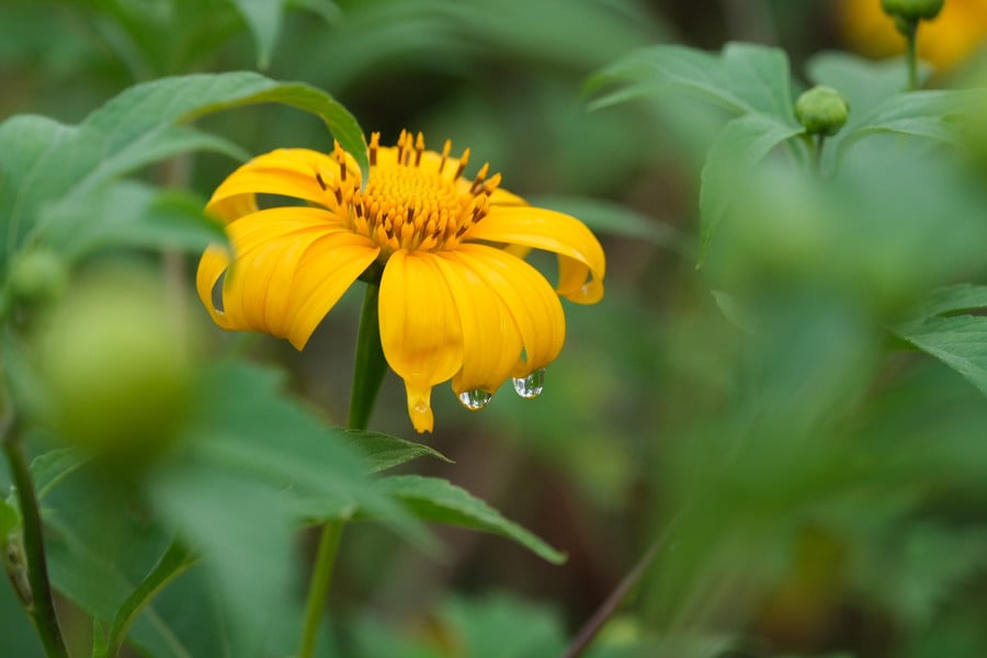 dscf9649.jpg