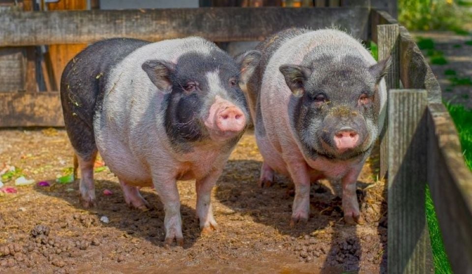 Varkensprijs op 26 oktober 2025: stabiel in alle 3 regio's, wachtend op een hernieuwde stijging van de koopkracht