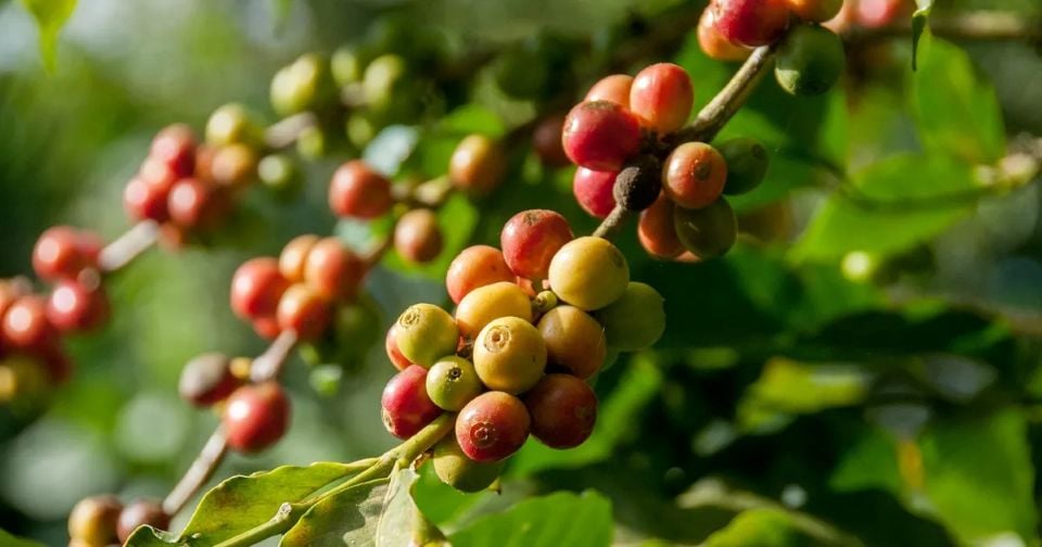 Jordbruksprodukternas priser den 26 oktober 2025: Kaffepriserna sjunker kraftigt, pepparpriserna förblir stabila