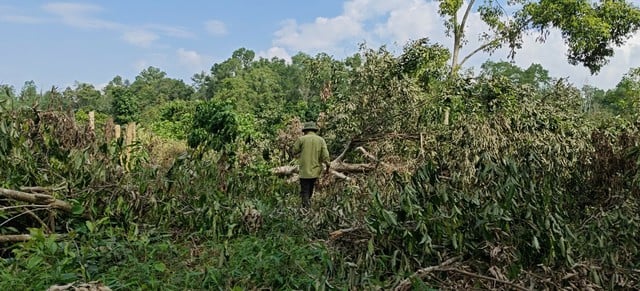 Sống đẹp giữa đại ngàn Pù Mát: Hành trình của chàng kiểm lâm trẻ Hoàng Nghĩa Công - Ảnh 4. Sống đẹp giữa đại ngàn Pù Mát: Hành trình của chàng kiểm lâm trẻ Hoàng Nghĩa Công - Ảnh 4.