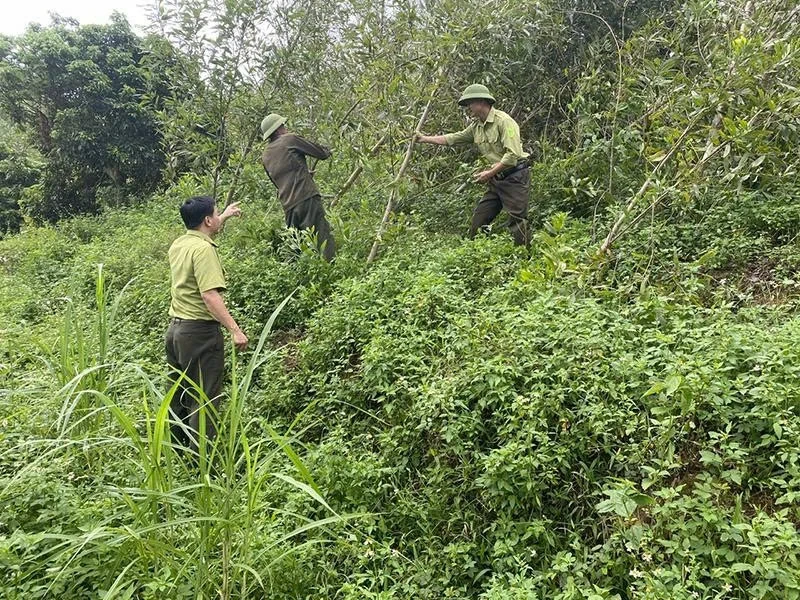 Természeti katasztrófák által sújtott erdőterületek helyreállítása