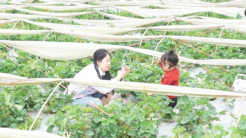 Orientations potentielles pour l'économie rurale