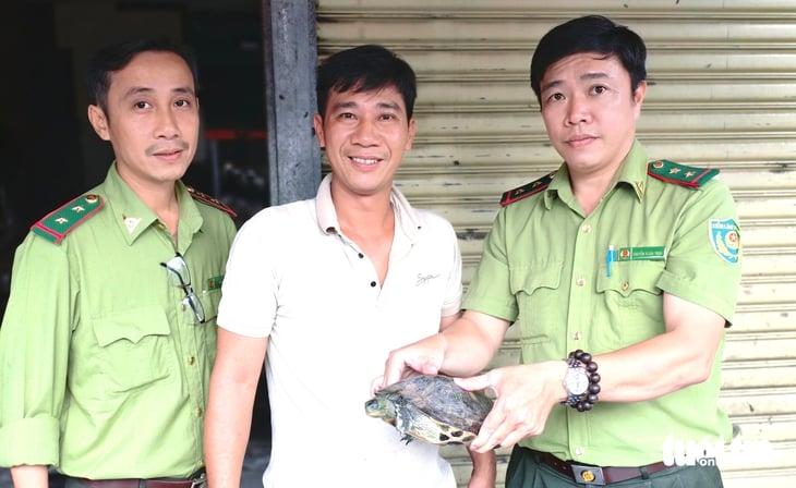 Uma tartaruga de pescoço listrado 'perdida' na comuna de Ba Diem, um vendedor de frutas a pegou e a entregou aos guardas florestais da cidade de HCM - Foto 1. rùa cổ sọc - Ảnh 1.