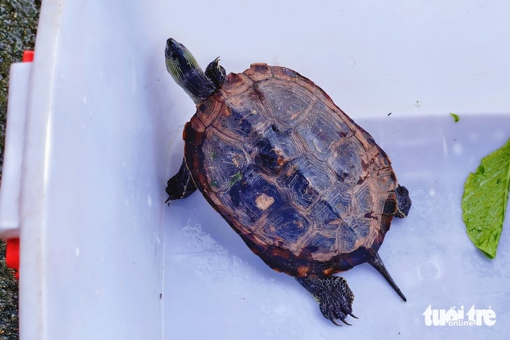 Uma tartaruga de pescoço listrado 'perdida' na comuna de Ba Diem, um vendedor de frutas a pegou e a entregou aos guardas florestais da cidade de HCM - Foto 2. rùa cổ sọc - Ảnh 2.