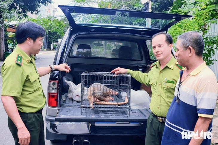 Uma tartaruga de pescoço listrado 'perdida' na comuna de Ba Diem, um vendedor de frutas a pegou e a entregou aos guardas florestais da cidade de HCM - Foto 3. rùa cổ sọc - Ảnh 3.